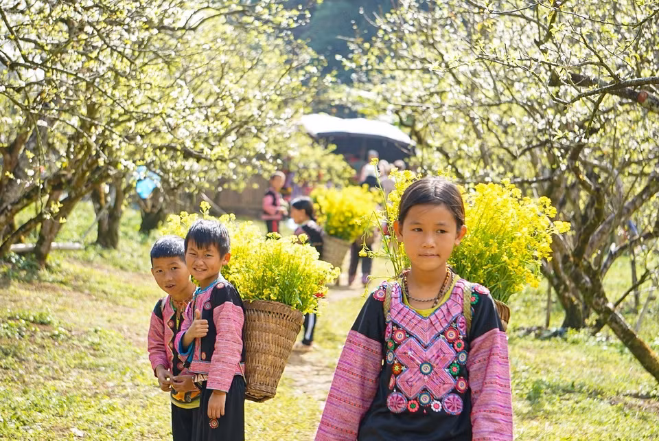 每逢春节，木州 “李花园”的纳卡（Nà Ka）山谷李花绽放、美景迷人，成为颇受游客热爱的旅游景点。图自越通社