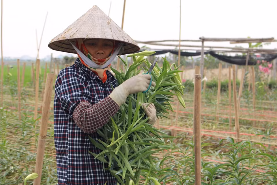花农正采摘含苞待放的麝香百合。越通社记者 秋霞—阮翠 摄