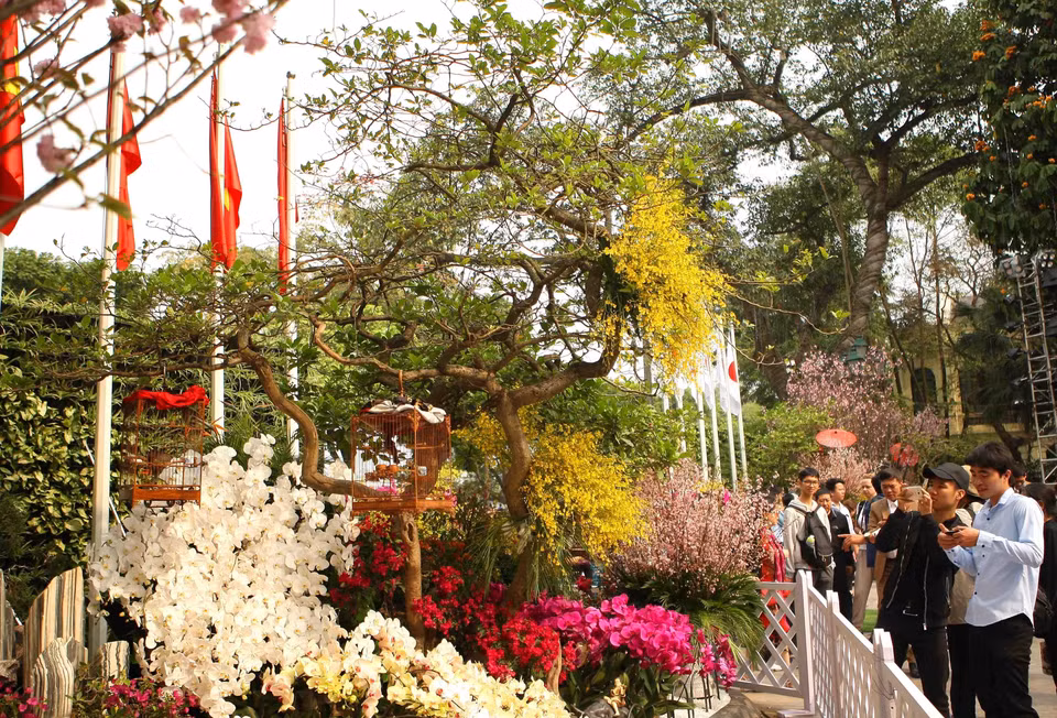 游客们在樱花树前观赏美景,拍照留念。越通社记者 青松 摄 