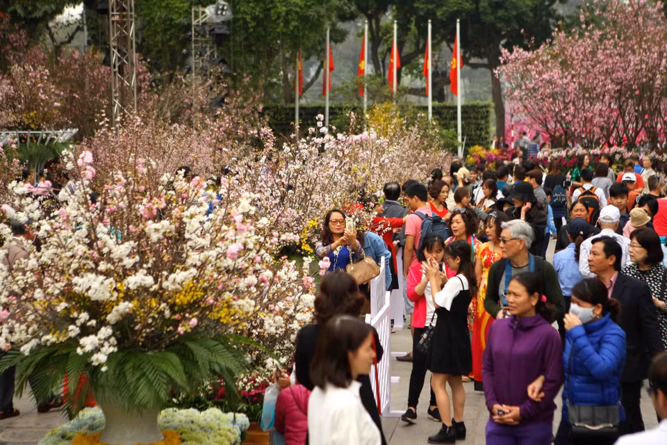 众多河内市居民和游客前来欣赏樱花之美。越通社记者 青松 摄 