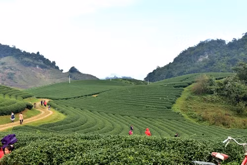 无边无际的绿油油茶邱。（图片来源：人民军队报）