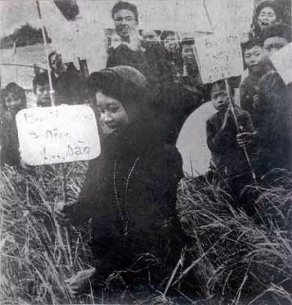 1955年土地改革中，土地归农民所有。图自越通社