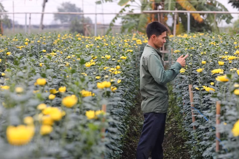 花农们正在为各种花卉浇水和剪枝。越通社记者 成达 摄
