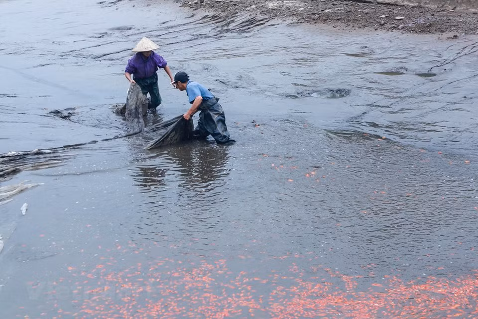 富寿省水沉村被视为北部地区最悠久且最具规模的传统红鲤鱼养殖村。图自越通社