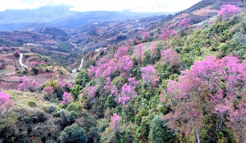 野樱花是西北山区以及木江界绝无仅有的花种，于每年春节竞相绽放，绚烂夺目的粉红色令人迷醉。越通社记者 俊英 摄