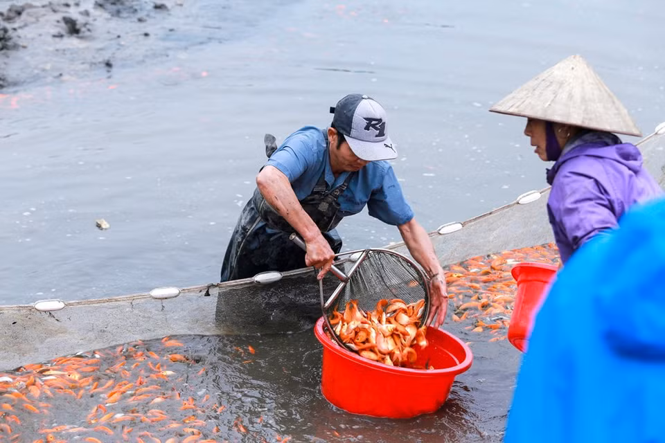 水沉村红鲤鱼主要销往宣光、河内、永福、河江、安沛等省市。图自越通社