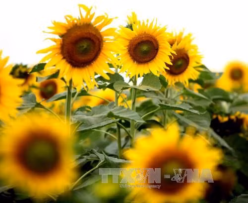 一片黄色“火焰”的花海。（图片来源：越通社）