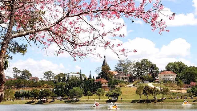大叻市梅樱花竞相绽放 春色惹人醉。图自人民报网 