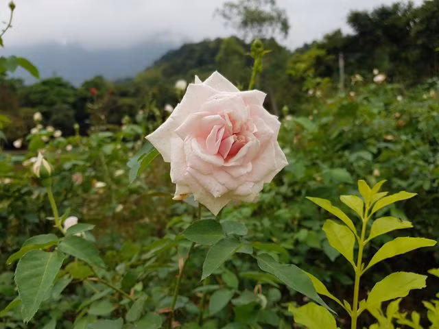 多种玫瑰花在在温暖的春天里绽放。图自互联网