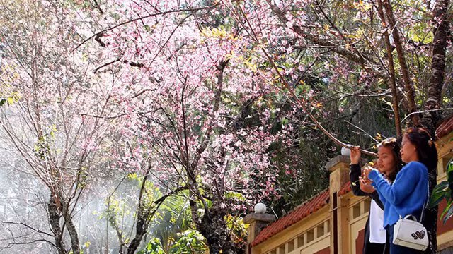 梅樱花是大叻城的象征。图自人民报网 