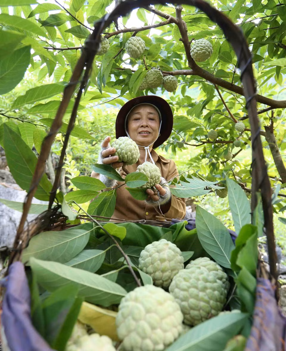 越南谅山省芝陵县的番荔枝种植面积约为1600公顷。越通社记者武生 摄 