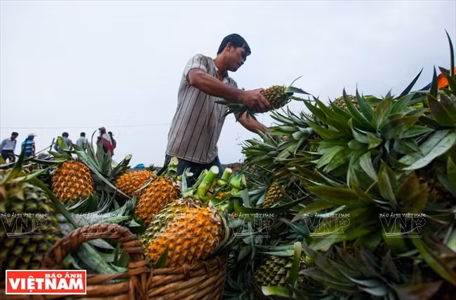 前江省萝菠收获季节。图自《越南画报》