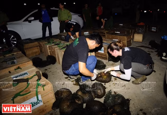 越南食肉动物和穿山甲保护中心工作人员对穿山甲数量进行统计。 越通社记者 功达 摄