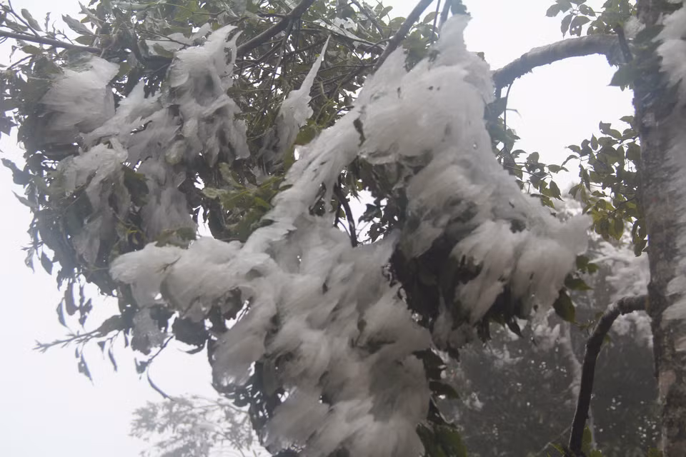 冰雪天气袭击安沛木江界县。越通社记者 明德 摄