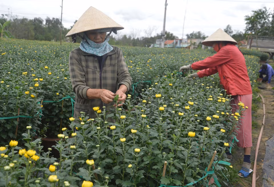 岘港市花农做好花卉培育工作。（图片来源：越通社）