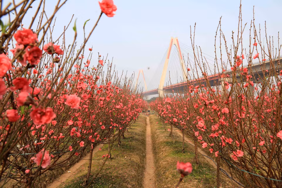 日新桥下的桃花缤纷怒放，打造出一道美丽的风景线。图自越通社
