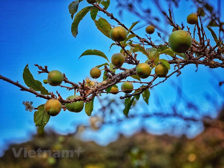 现在，李子树结出绿油油的小果子。图片来源：越通社