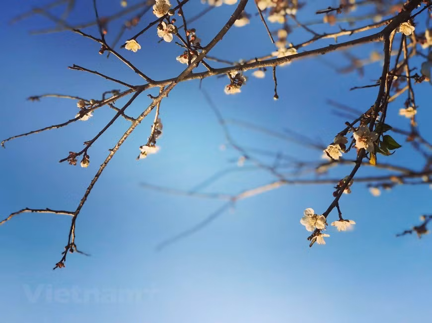 李花树盛开的鲜花给整个山谷披上纯洁的白色外衣。图片来源：越通社