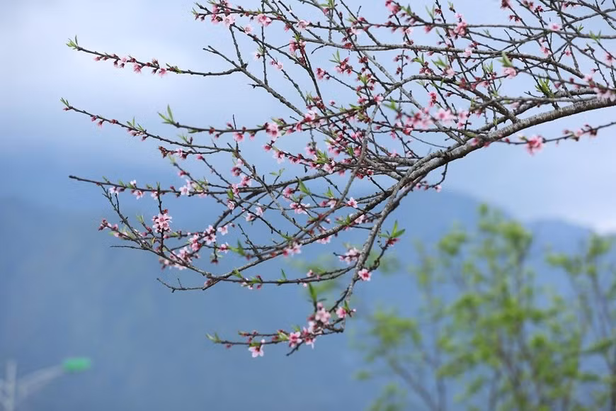 番西邦峰的桃花盛开。图自越通社