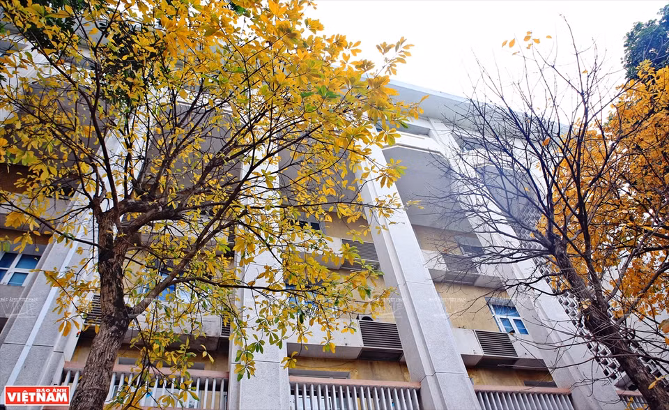 一到换叶季节，大花紫薇树上的绿叶慢慢变红，整个城市展示了独具魅力的浪漫、怀旧的面孔。图自《越南画报》