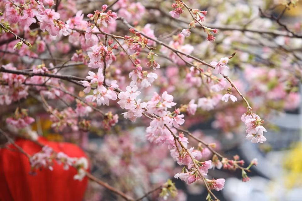 在河内市还剑区李太祖花园的樱花盛开。图自越通社