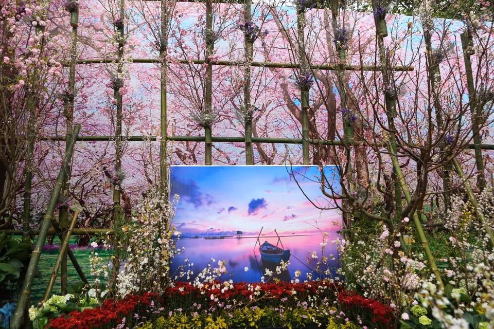 在河内市还剑区李太祖花园的樱花盛开。图自越通社