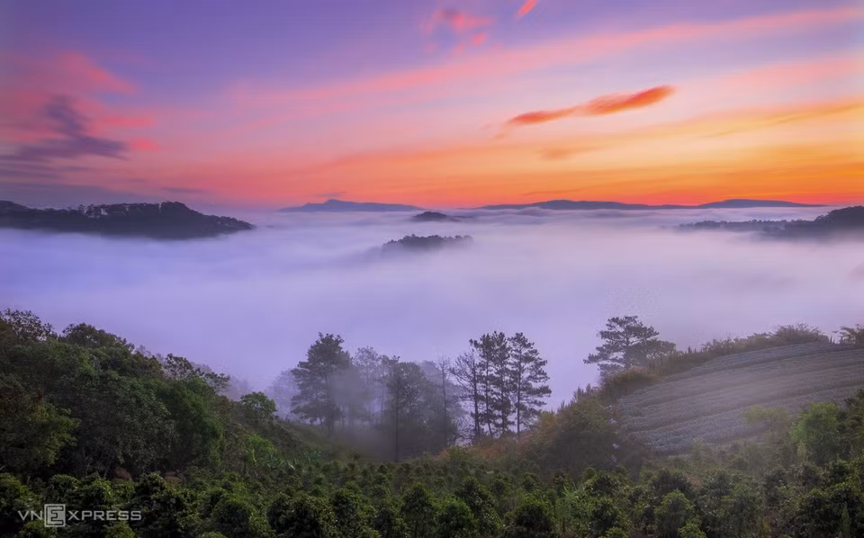 春寿乡醉山村松树林黎明美景。图自vnexpress.net