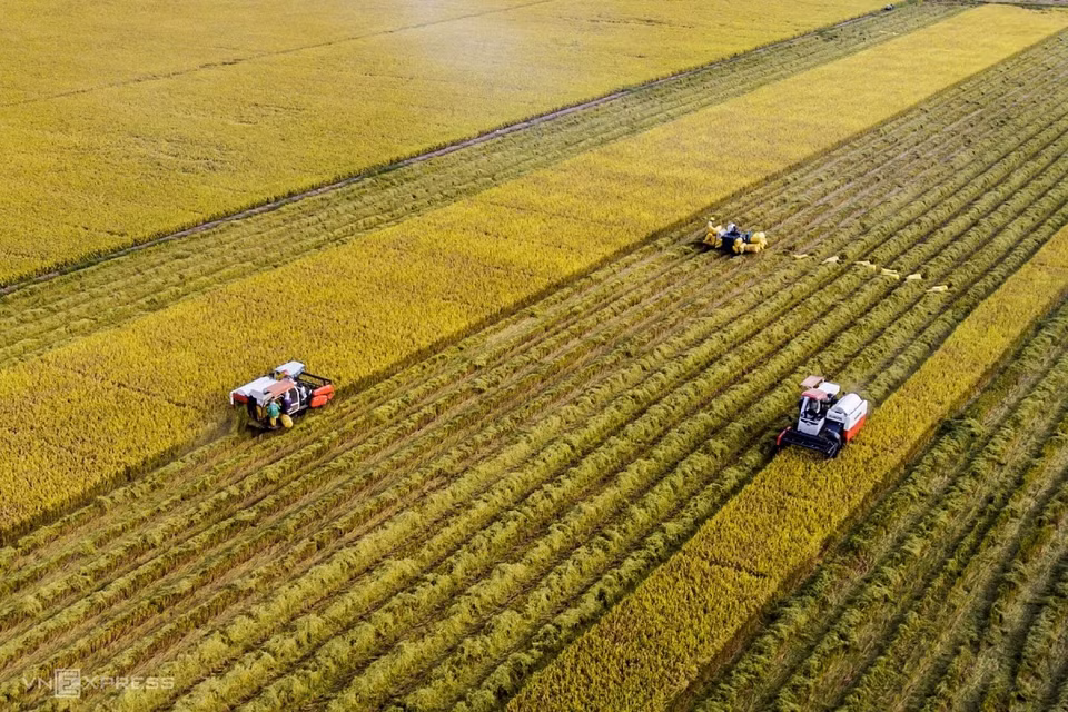 乡村在稻米收割季节的紧凑节奏。图自vnexpress.net
