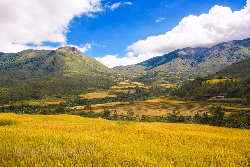 这里的一层层梯田宛如一条条金丝带缠绕在山腰，如诗如画。图自Vietnam+