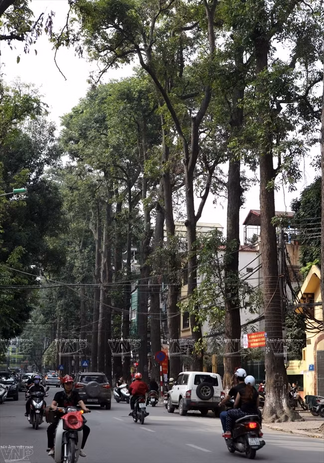 铸炉街两旁的百年坡垒树。（图片来源：越通社《越南画报》）