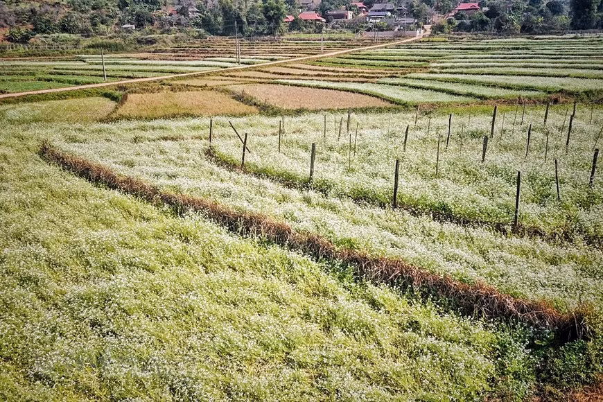 引人入胜的花田风景。图自越通社