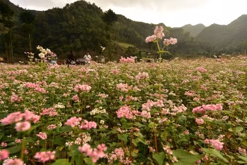 粉红色、浅紫色的荞麦花点缀了山区的风景（图片来源：人民军队报）