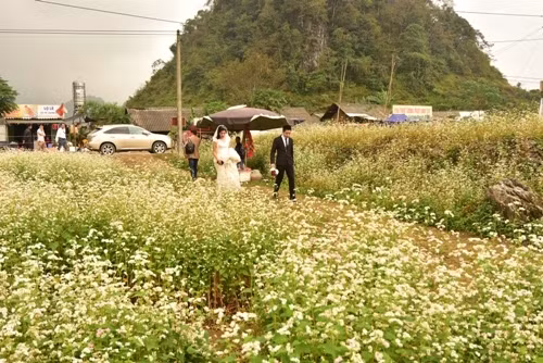 荞麦花田地被年轻人选为拍摄婚纱照的背景（图片来源：人民军队报）