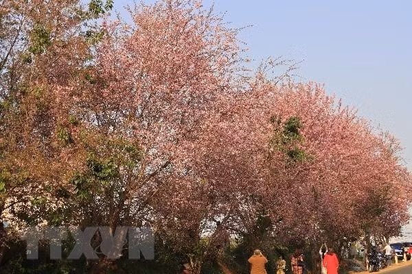 大叻市冬樱花竞相绽放 春色惹人醉。越通社记者 邓俊 摄