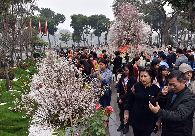 在李太祖花园共有从日本运来的50棵樱花树和1.2万枝樱花。（图片来源：越南《人民报》）