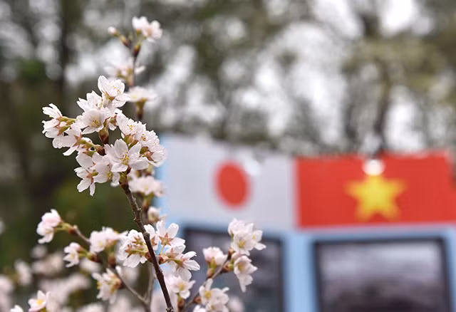新鲜且美丽绽放的樱花。（图片来源：越南《人民报》）