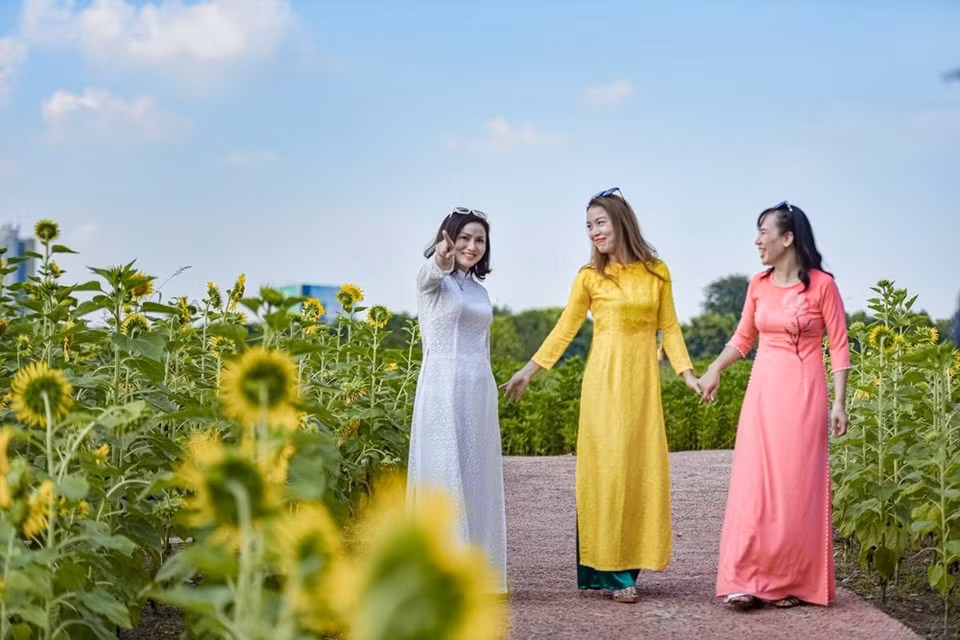 在初秋微冷的清风中的向日葵打动了很多人的心。图自 VIETNAM+