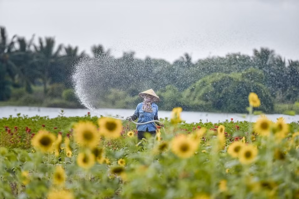 位于天鹅湖公园里的向日葵花园是很多年轻人前来拍照打卡的景点。图自 VIETNAM+
