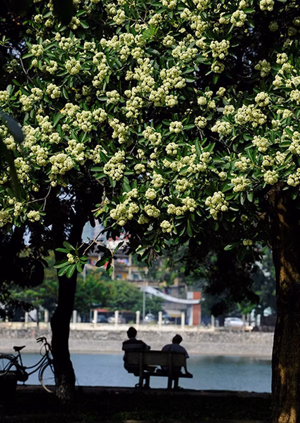 路边的糖胶树繁花似锦。（图片来源：越南《人民报网》）