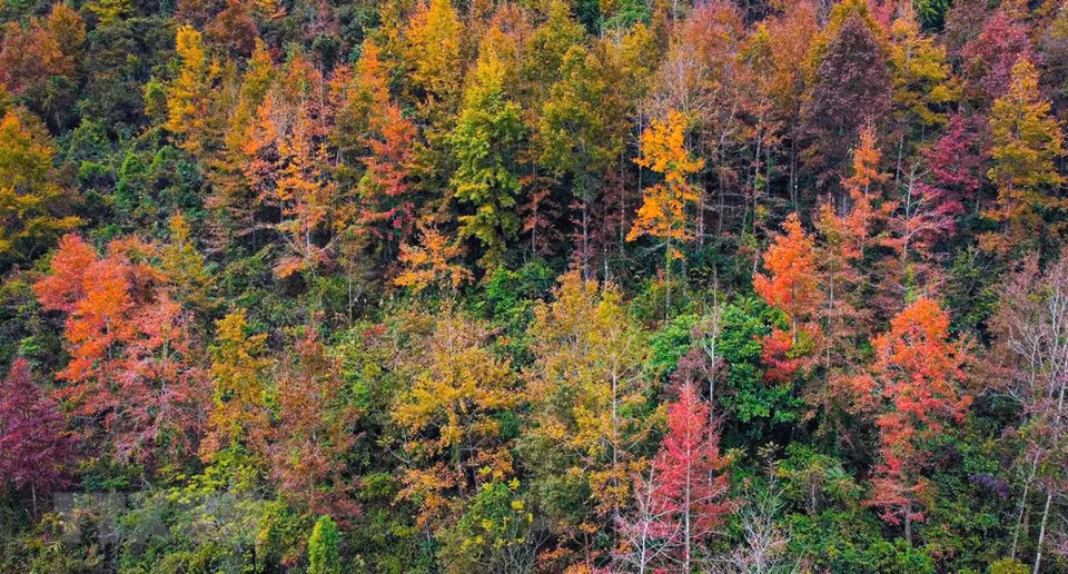 在对高平全球山水地址公园进行考察后，联合国教科文组织专家将这里誉为‘仙境’，同时建议高平省展开‘探索高平仙境’旅游线路。高平省边境地区山清水秀果然不愧于这一美称。进入冬天，多地花儿枯萎掉落，而冬日里的高平却开着五颜六色的花朵，释放出神奇优雅的美丽。图自 越通社
