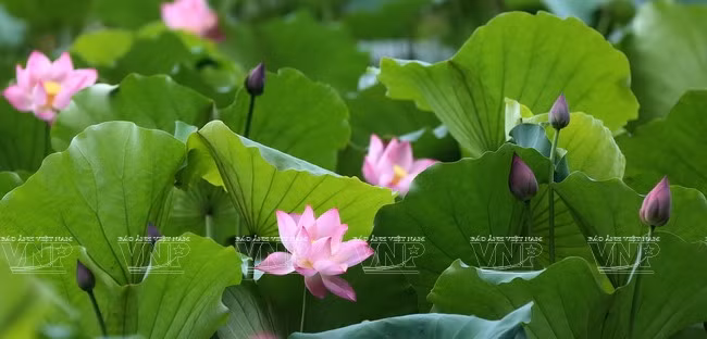 每年5月和6月，荷花争相开放，云龙一片粉红…。