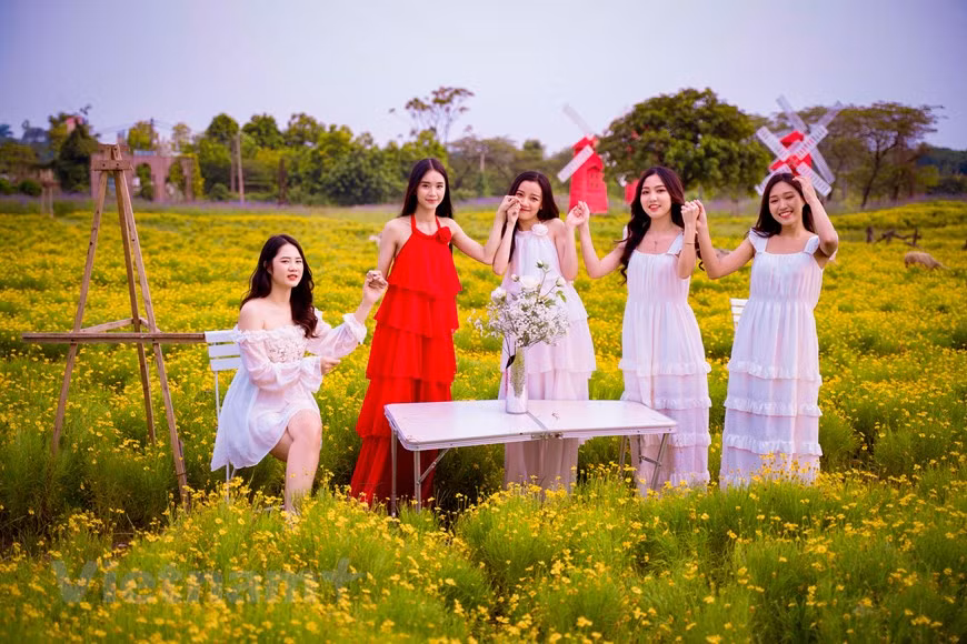 人家不仅喜欢金毛菊花的美丽，更喜欢它傲霜的精神。在微冷的秋风里，昂首挺胸向秋风挑战。的确，菊花虽然没有牡丹雍容华贵，没有月季娇艳妩媚，没有百合高贵优雅，但她那傲霜精神，确实令人喜爱。每年秋冬时节，成片金黄色的金毛菊花，吸引了众多游客驱车前来拍照“打卡”。图自Vietnam+