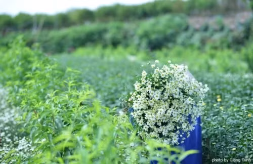 11月底是雏菊花盛开的时候，无边无际的洁白雏菊花点缀着桃花和菊花，让人心醉（图片来源：vnexpress.net）