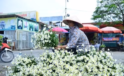 收获后，一部分雏菊花将被送到各花卉市场销售（图片来源：vnexpress.net）
