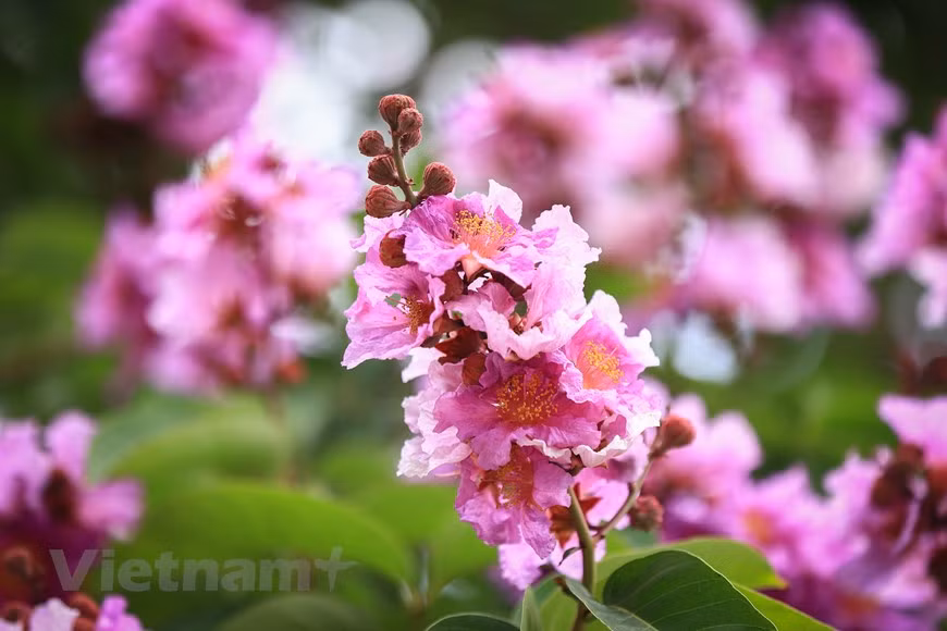 大花紫薇、是千屈菜科、紫薇属大乔木；花大，美丽，花淡红色或紫色，常栽培庭园供观赏，主要花期在５至８月。图自Vietnam+