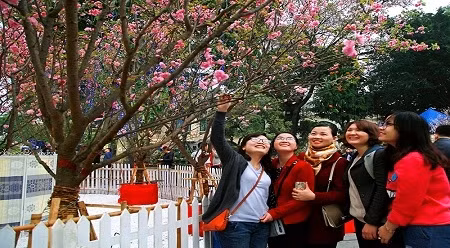 众多参观者前来欣赏色彩缤纷的樱花。（图片来源：人民报网）