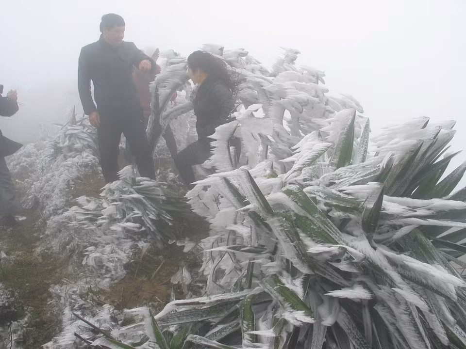 母山顶上的绿树都被冻结。（图片来源：越通社）