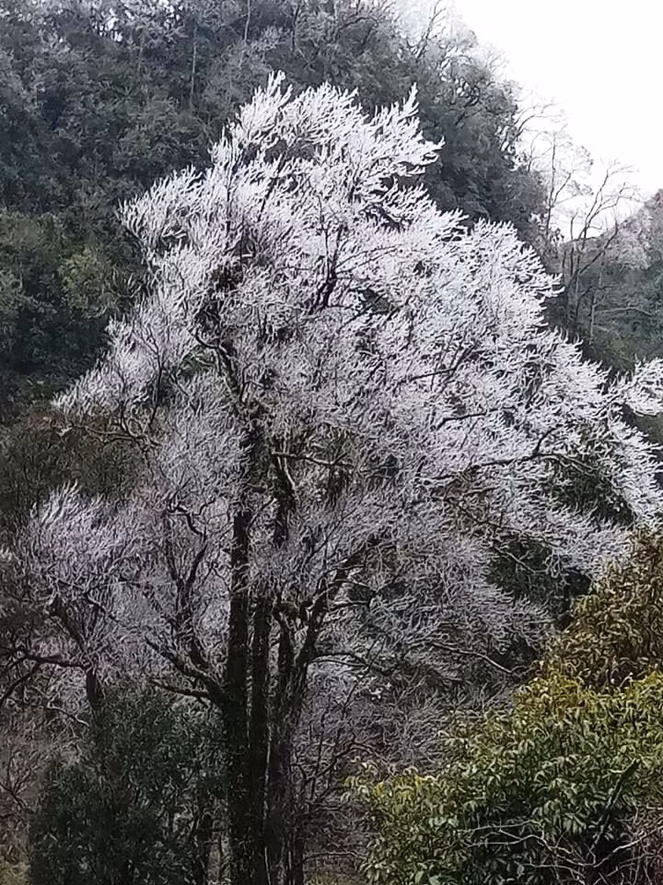 高平省多个地方的绿树都被结冻。（图片来源：https://tuoitre.vn）