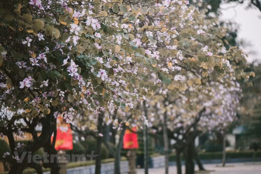 羊蹄甲花一般于12月底盛开，并延长到2月底。图自越通社