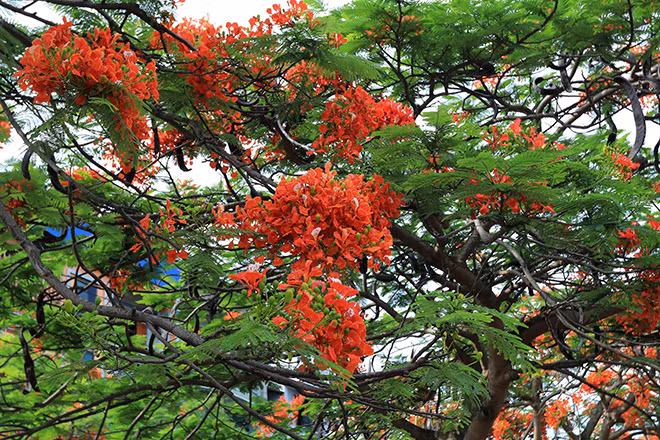 烈火的凤凰木花团成为夏天的独特风景。图自越通社